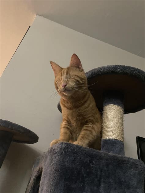 Meet Sir Thomas O’Malley, the alley cat : r/cats