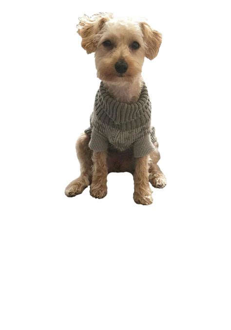 Image result for Jackapoo Dog