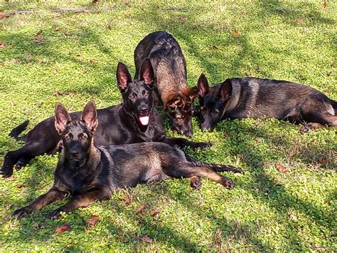 Home | Elite DDR German Shepherd Puppies | Premier German Shepherd ...