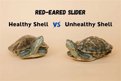 Image result for Unhealthy Turtle Shell