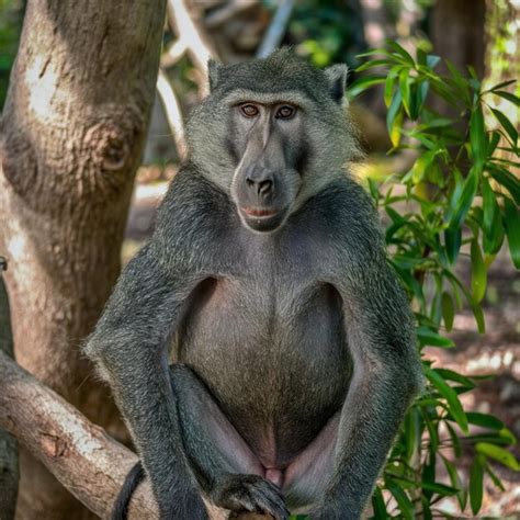 Baboon | Premium AI-generated image