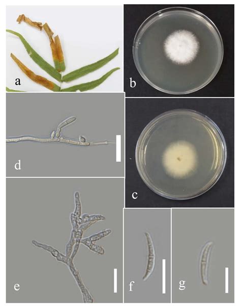 Taxonomic Advances from Fungal Flora Associated with Ferns and Fern ...
