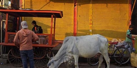 Stray Cattle, Poor Prices and the Many Issues on the Minds of Farmers ...