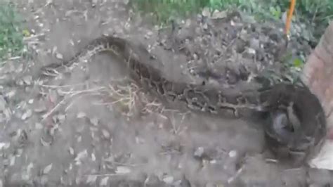 Image result for Ajgar Python