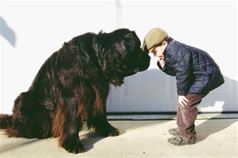 巨型犬图片品种,巨型犬排行,适合家养的霸气巨型犬(第6页)_大山谷图库