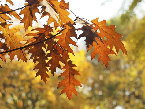 Free Images : branch, sunlight, fall, season, maple tree, maple leaf ...