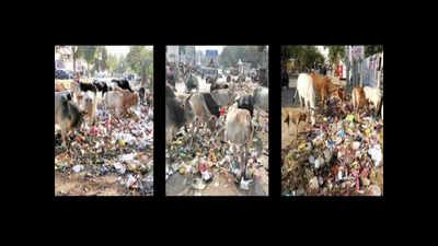 LMC: Sanitary workers 'trash' duty, post-Holi scenes shock city ...