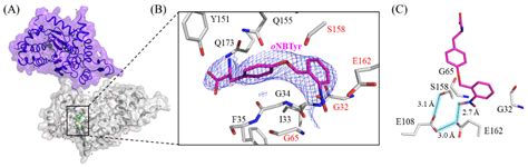 Crystal Structure of an Archaeal Tyrosyl-tRNA Synthetase Bound to ...