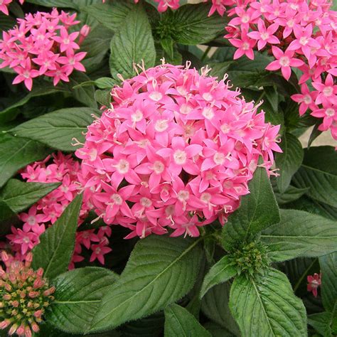 Pentas Pink - Flowering Plants | Best Price in 2023 at Plantparadise