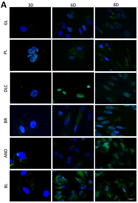 The Effect of Various Surface Treatments of Ti6Al4V on the Growth and ...
