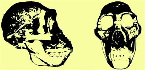 Human Evolution, SUNY_Orange Rcse Rowley Center, Middletown, 28 April ...