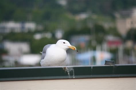 Image result for Bird Poop Reactions