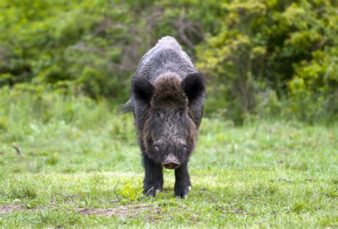 Asp.net Core Checkbox Example 的图像结果