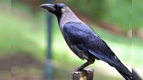 50 അടി ഉയരമുള്ള മരത്തിൽ മൂന്ന് ദിവസം കുടുങ്ങിക്കിടന്ന കാക്കയെ ...