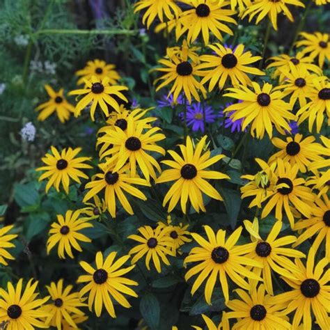 Rudbeckia Rustic Dwarf