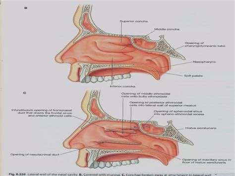 Nasal Cavity Anatomy | PPT