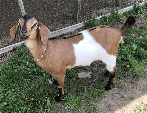 Mini Nubian Goats - RocKaRanSiberKats