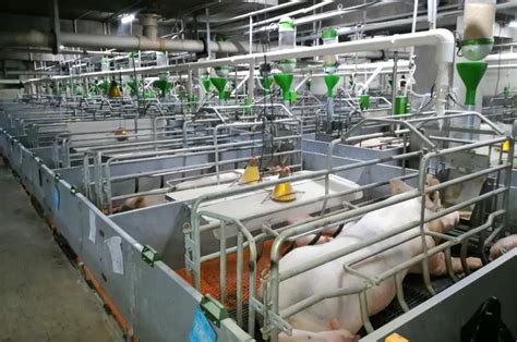 华为宣布“智慧养猪”，大厂决战千亿“猪”市场 | CBNData