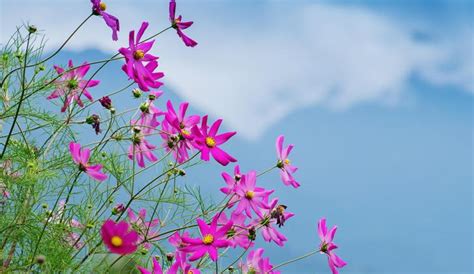 6 Scenic Flower Valleys In India That Must Be On Your Bucket List ...