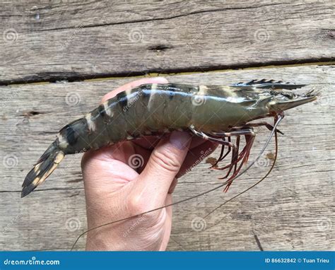The Vietnamese Black Tiger Shrimp, Penaeus Monodon Stock Photo - Image ...