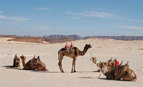 Red Sea and Sinai Photos - Featured Images of Red Sea and Sinai, Egypt ...