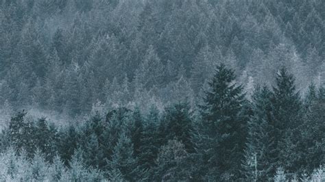 Wallpaper forest, fog, haze, trees, conifer hd, picture, image