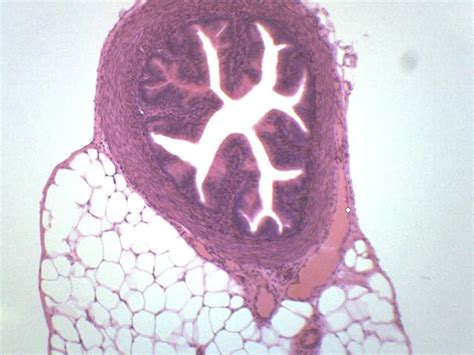 Fallopian Tube, Cross Section - Prepared Microscope Slide - 75 x 25mm ...