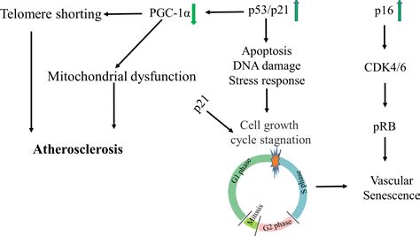 New insights of epigenetics in vascular and cellular senescence