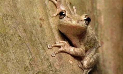 Florida Tree Frogs 的图像结果