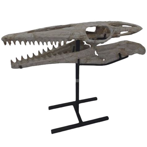 Mosasaurus Fossils | Original Fossils for Sale