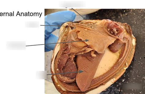 Image result for Lateral View Musselshell