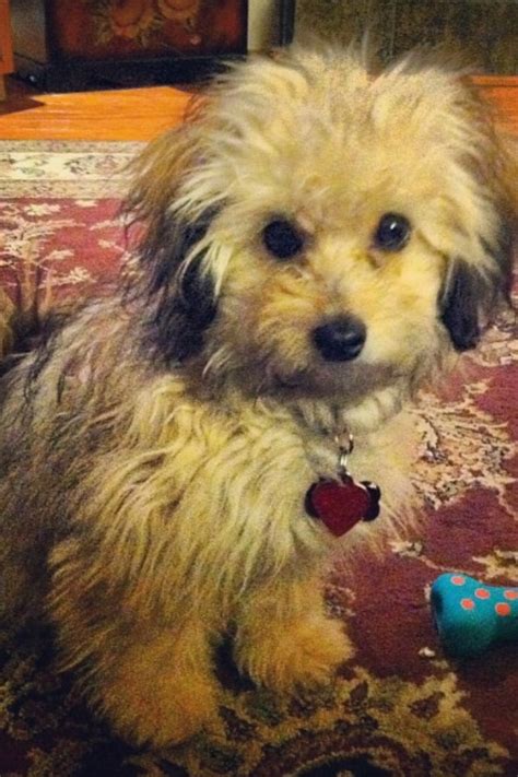 Image result for Toy Cockapoo Adult