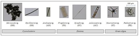 Algal Morphological Identification in Watersheds for Drinking Water ...
