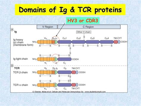 Image result for T Lymphocyte Development