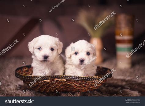 Maltese Puppies Wallpaper