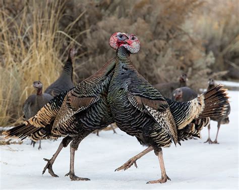 Baby Wild Turkey