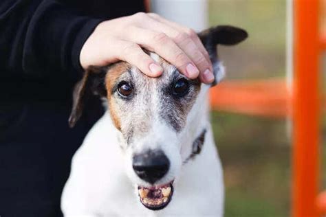 Understanding Dog Body Language: Why Dogs Show Their Teeth