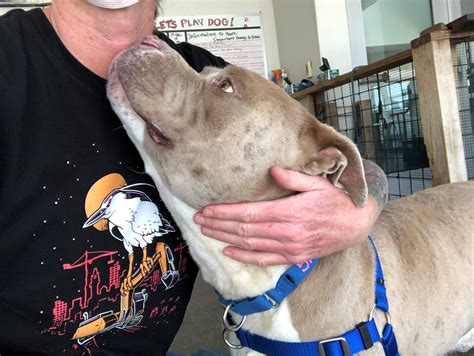 Volunteer — Friends of Berkeley Animal Care Services (FoBACS)