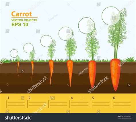 Carrot Life Cycle Stages at Phyllis Bolick blog