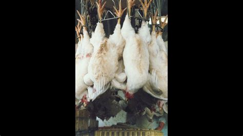 Image result for Chickens Getting Slaughtered