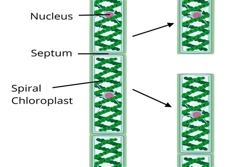 Fragmentation in spirogyra — lesson. Science CBSE, Class 10.
