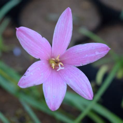 Rain Lily 'Pim Chompoo' (Bulbs)