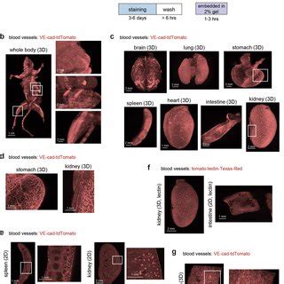Image result for Monty Python Mouse Organ