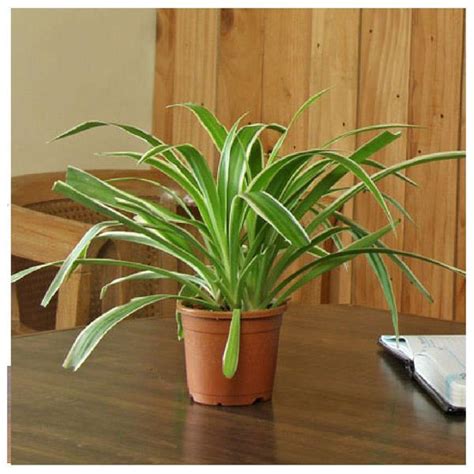 Send Spider Plant Online - M17-EXDPLANT43MD18 | Giftalove