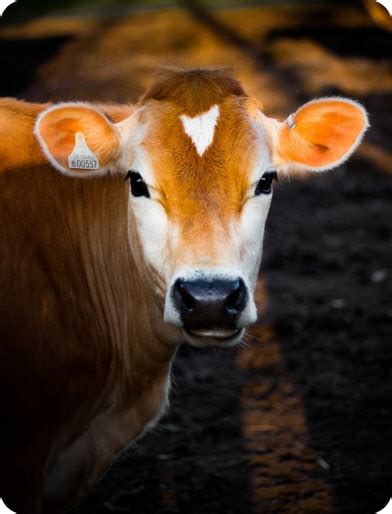 Animall: India's Online Cattle Trading Platform
