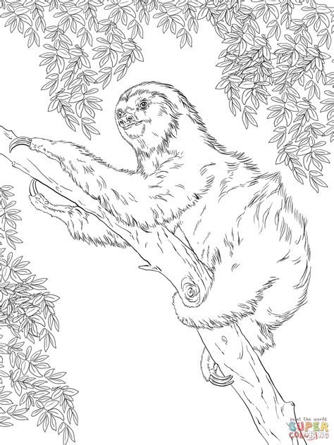 Image result for Sloth Coloring Pages