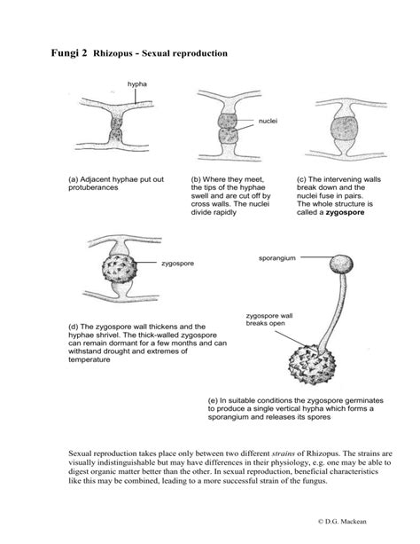 Image result for Fungi Reproduction
