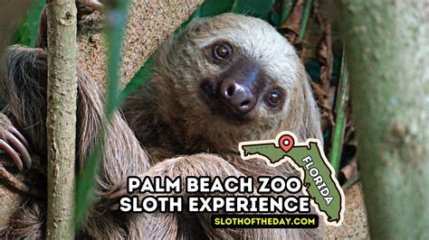Sloth Predators: How Did Sloths Survive for a Millennia!