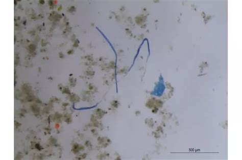 Microplastics Found In Water Trapped On Plant Leaves For The First Time