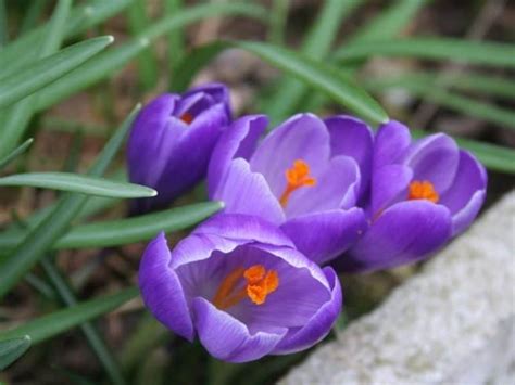 Rezultat imagine pentru Crocus Planting Guide